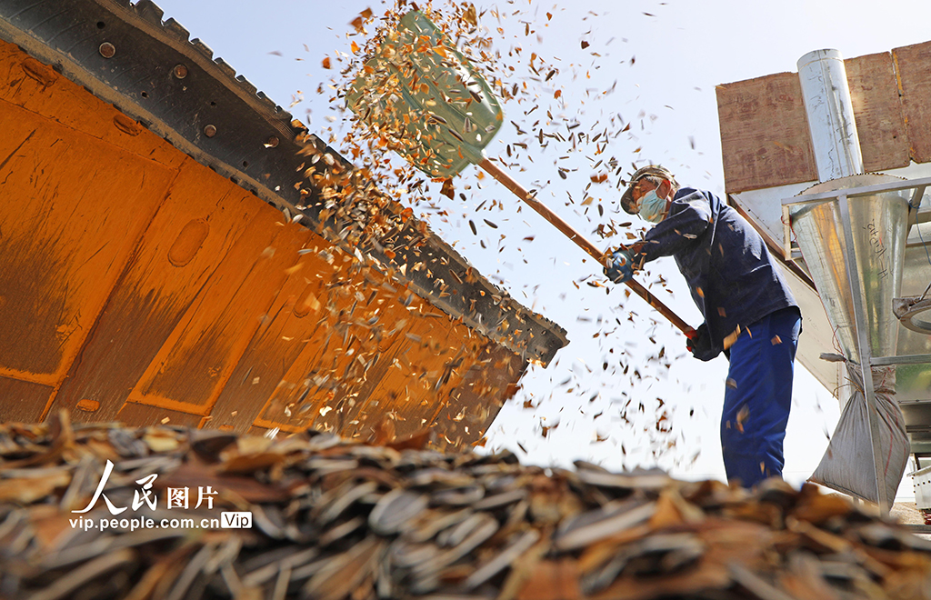 甘肅民樂：食葵迎來收獲季【4】