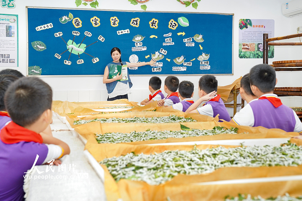 浙江安吉:桑蚕文化进校园【4】