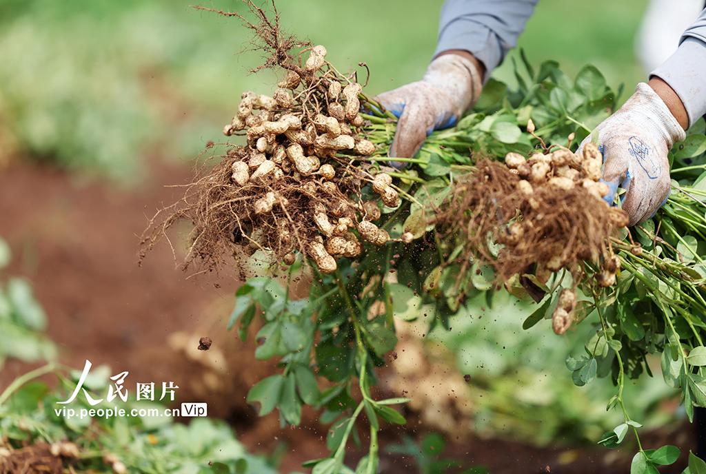 9月16日，山東省臨沂市郯城縣郯城街道魯庄村村民正在收獲山地花生。