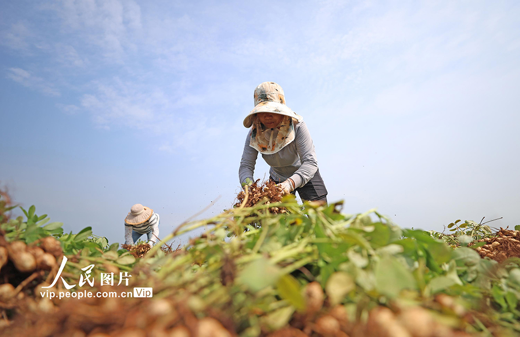 9月16日，山東省臨沂市郯城縣郯城街道魯庄村村民正在收獲山地花生。