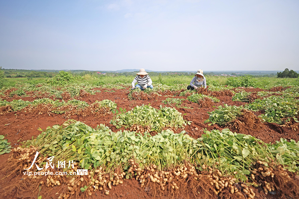 9月16日，山東省臨沂市郯城縣郯城街道魯庄村村民正在收獲山地花生。
