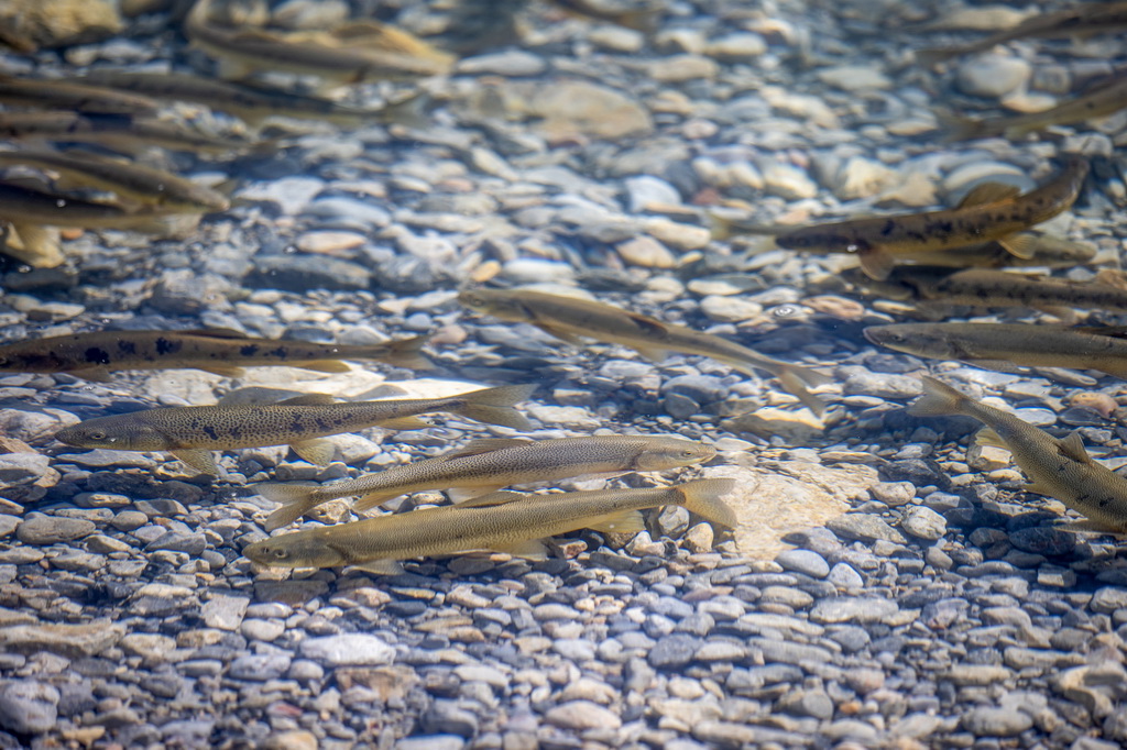 這是在納木錯拍攝到的國家二級保護動物高原裸鯉（9月16日攝）。