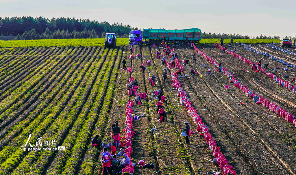 河北圍場：馬鈴薯喜獲豐收【3】