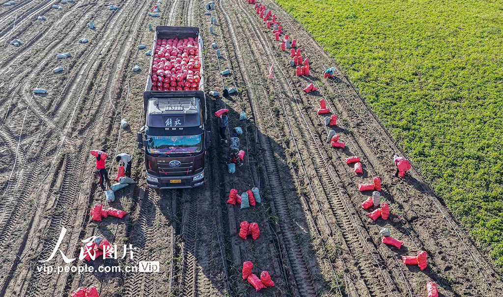 河北圍場：馬鈴薯喜獲豐收【4】