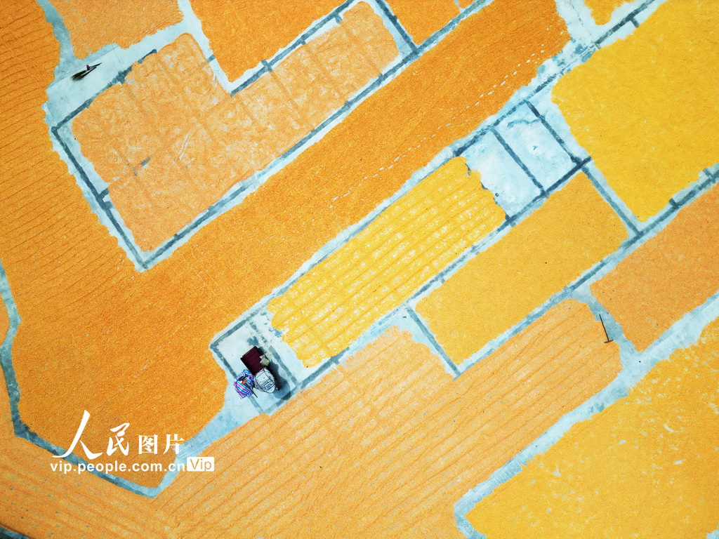 贵州黔西:丰收季节晒秋忙【2】