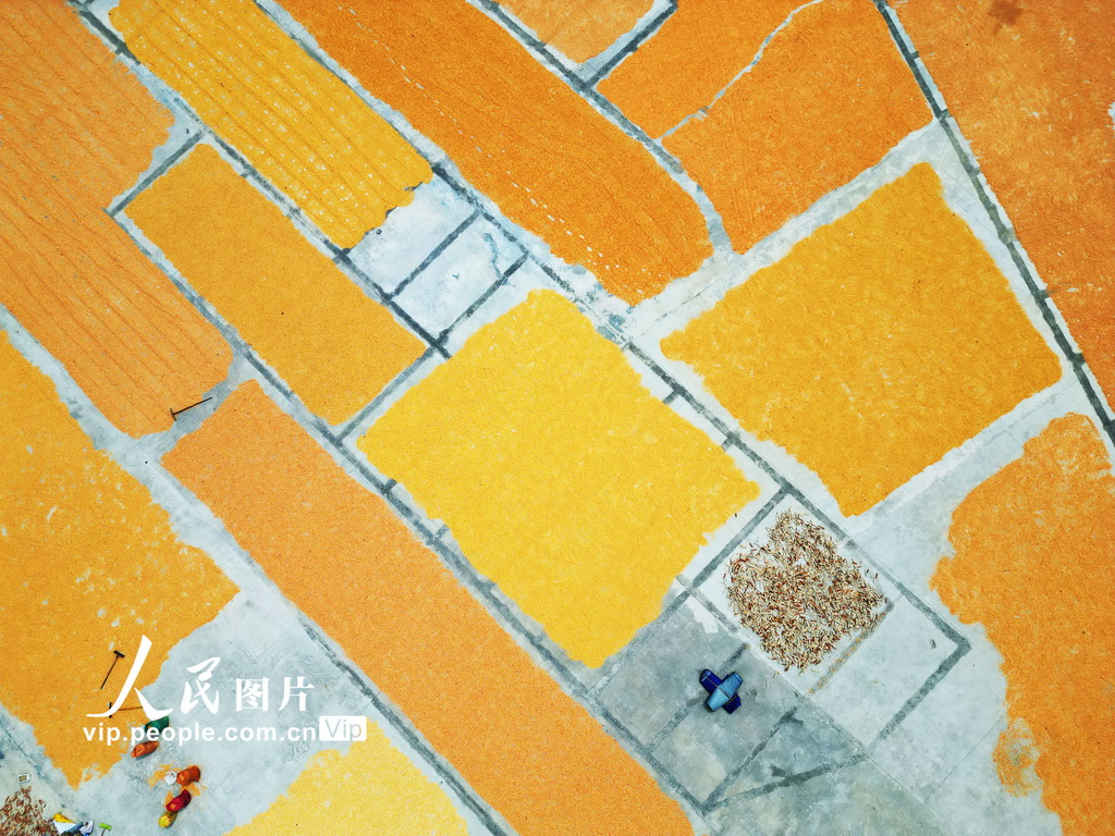 贵州黔西：丰收季节晒秋忙【4】