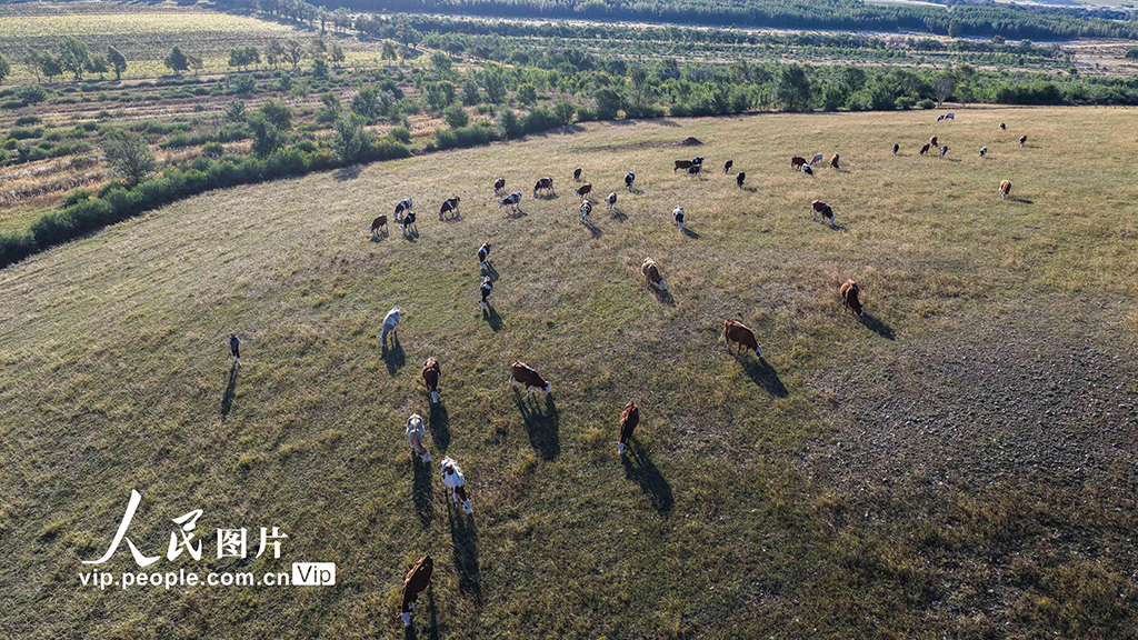 河北丰宁：坝上秋日如画【5】