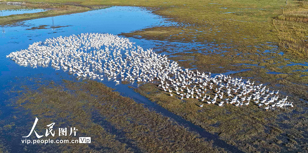 河北丰宁：坝上秋日如画【8】