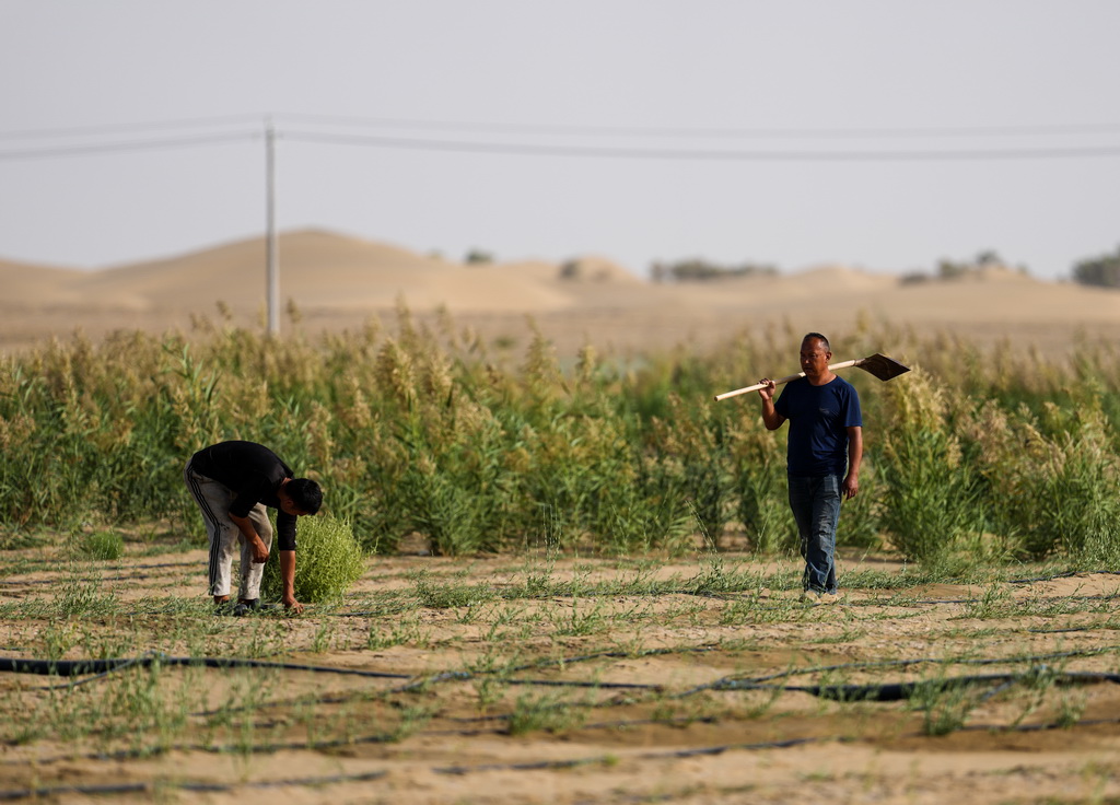 9月20日,工作人员在新疆尉犁县境内的塔里木河南岸防沙治沙区巡视。新华社记者 江文耀 摄