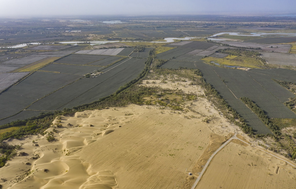 在新疆尉犁县境内的塔里木河南岸防沙治沙区拍摄的罗布麻种植区（右下）、治理之前自然形成的沙丘（左下）、塔里木河及周围绿洲（上）（无人机照片，9月20日摄）。新华社记者 陈朔 摄