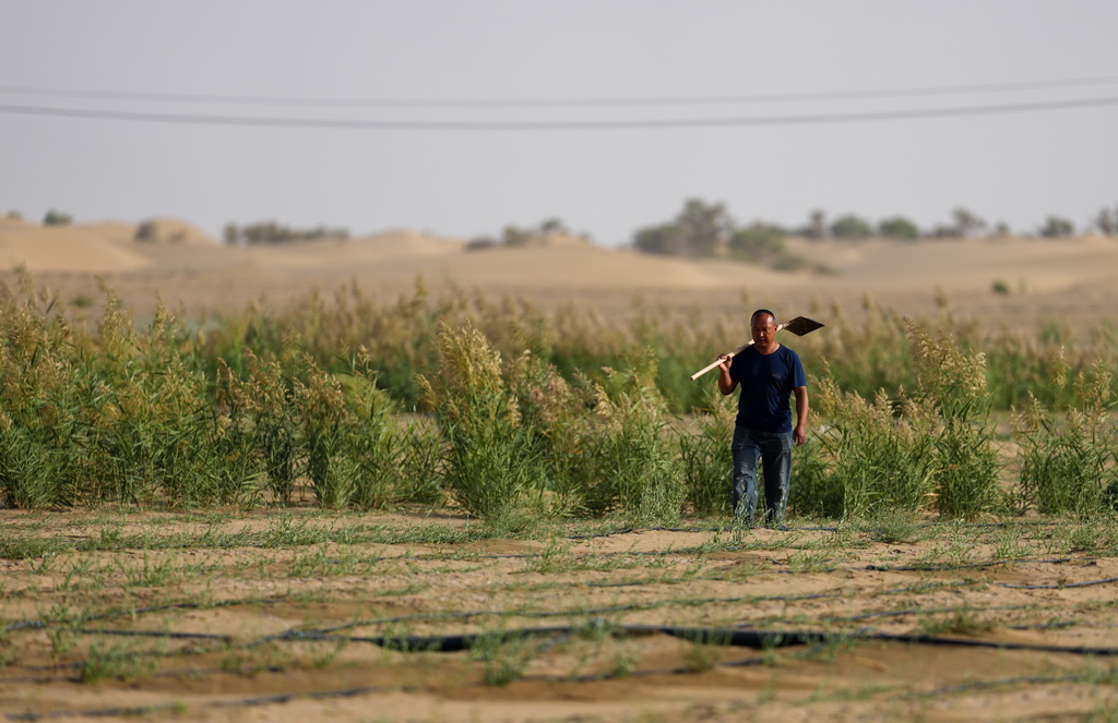 9月20日,工作人员在新疆尉犁县境内的塔里木河南岸防沙治沙区巡视。新华社记者 江文耀 摄