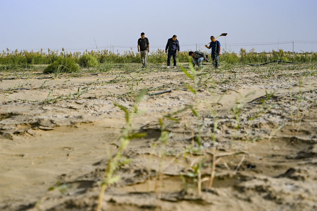 9月20日,新疆尉犁县国有林管理局护林员艾力·尼亚孜(左二)和工作人员一起查看罗布麻长势。新华社记者 陈朔 摄