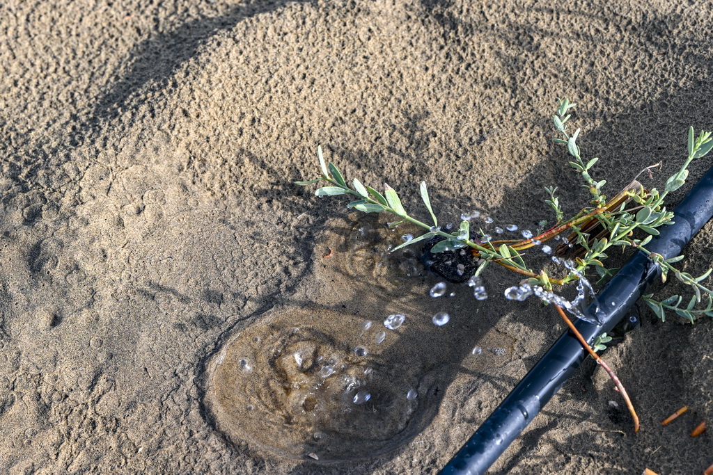 在新疆尉犁县境内的塔里木河南岸防沙治沙区拍摄的利用滴灌灌溉的罗布麻(9月20日摄)。新华社记者 陈朔 摄