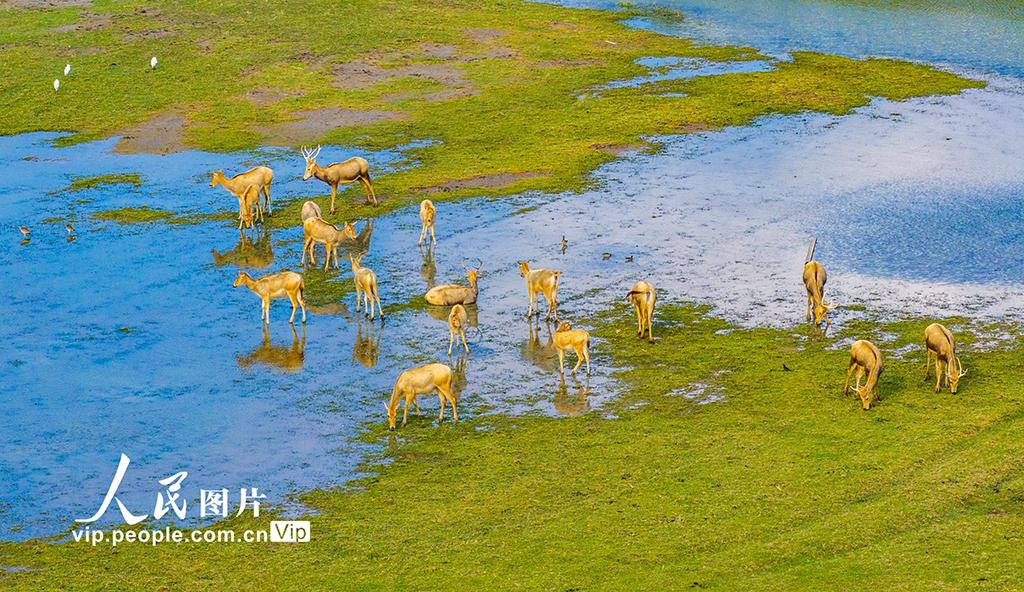 江苏盐城:生态好 麋鹿欢【2】