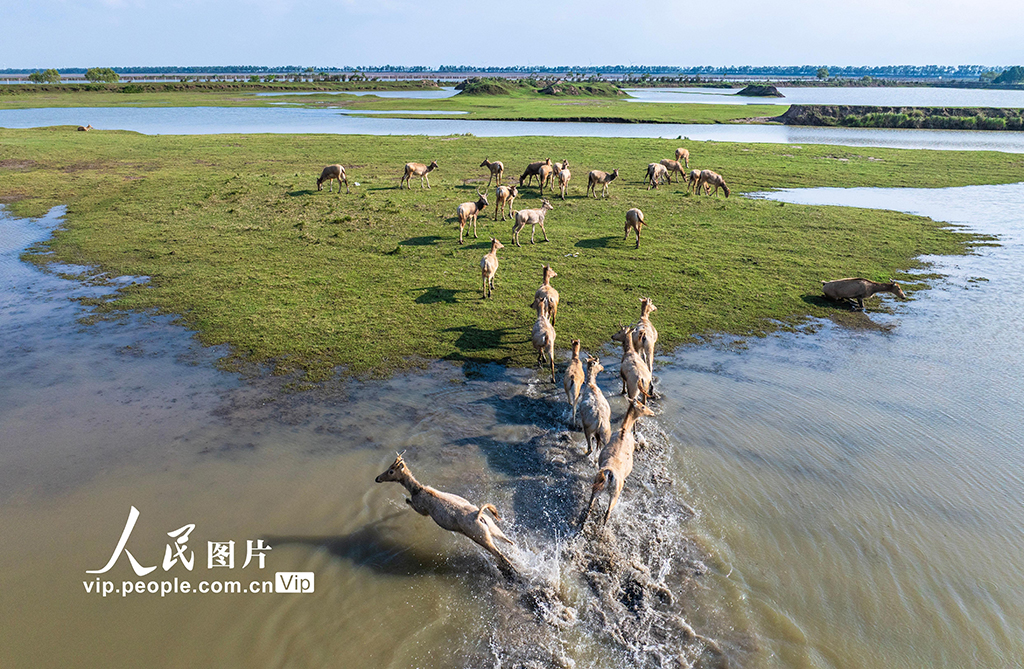 江苏盐城：生态好 麋鹿欢【5】