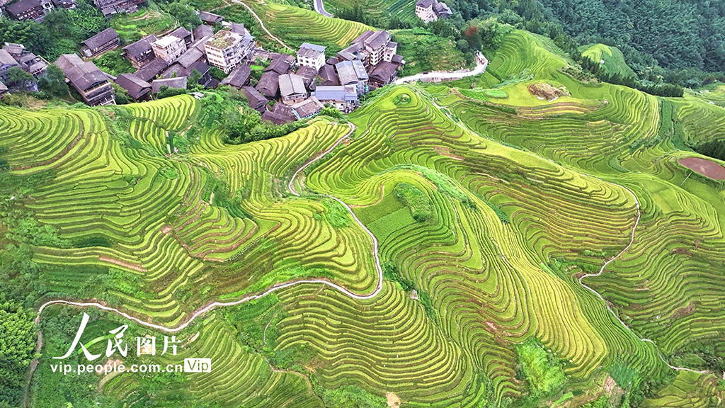广西桂林：龙脊梯田 “丰”景如画【4】