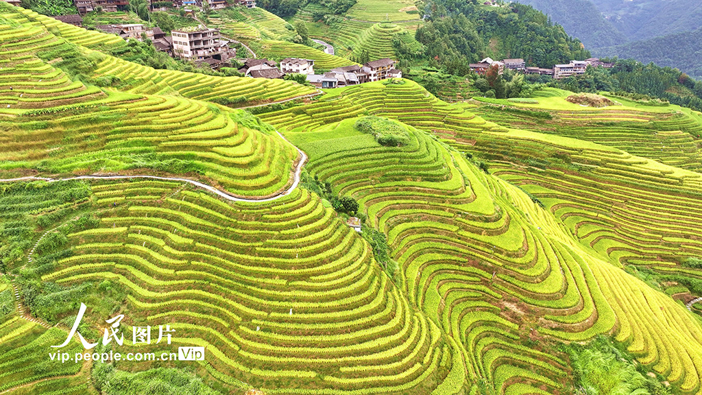 广西桂林：龙脊梯田 “丰”景如画【3】
