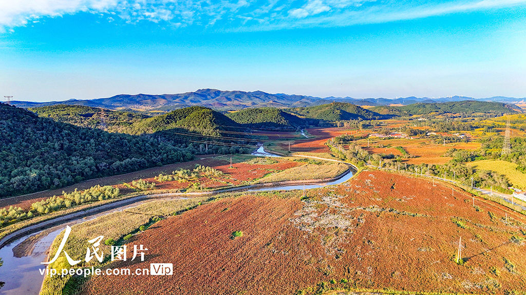 辽宁沈阳:高粱丰收在望【2】