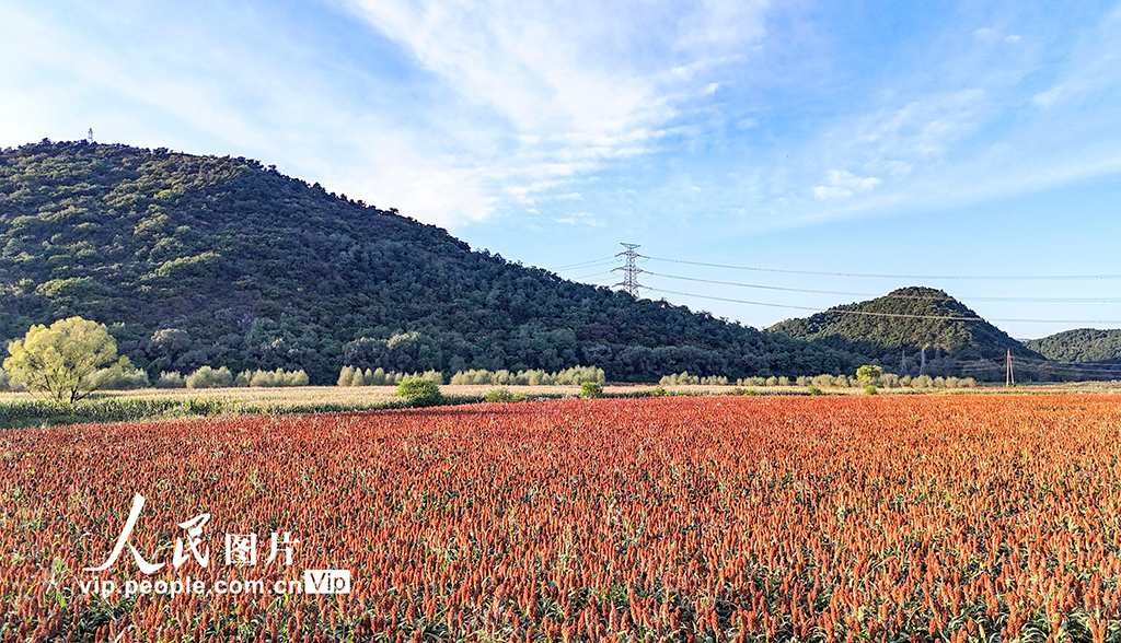 辽宁沈阳:高粱丰收在望【5】