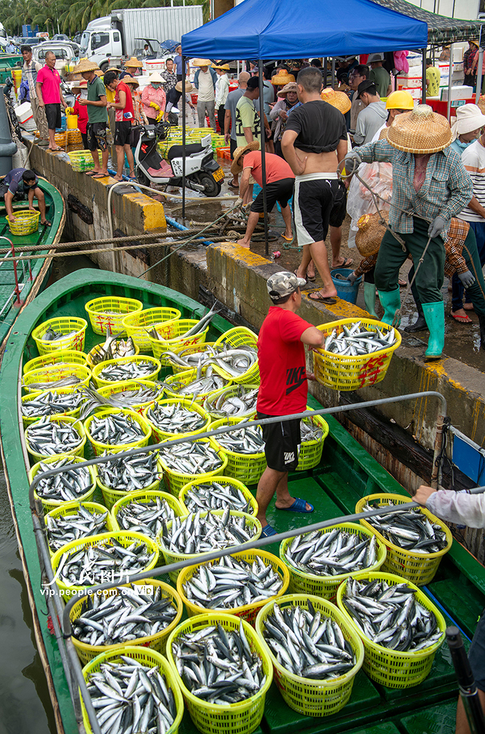 海南琼海：南海归来鱼满舱【4】
