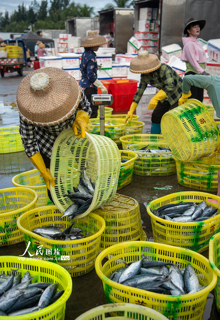 海南瓊海：南海歸來魚滿艙【6】