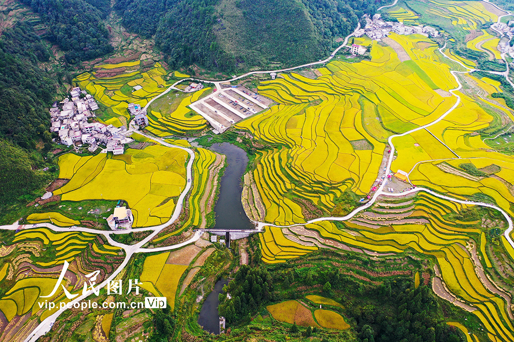 贵州龙里:梯田“鎏金” 【7】