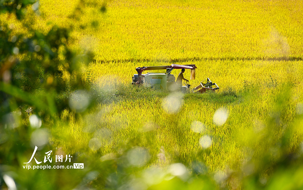 貴州龍裡：梯田“鎏金” 【9】
