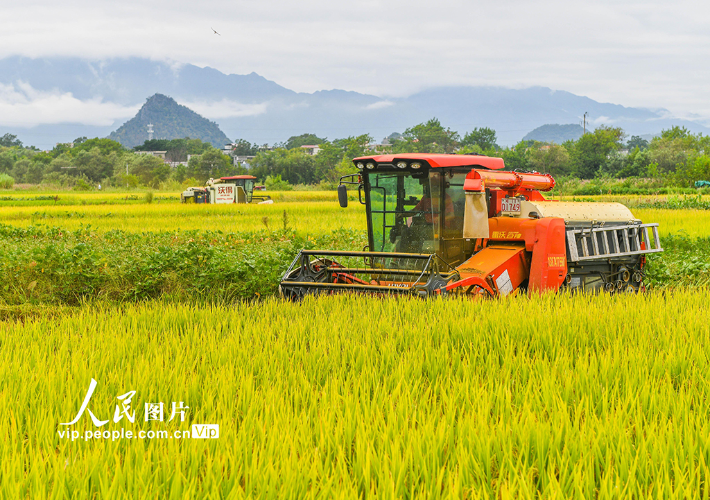 湖南道縣：秋收忙【2】