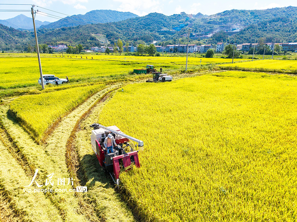 湖北英山：秋分时节好“丰”景【4】