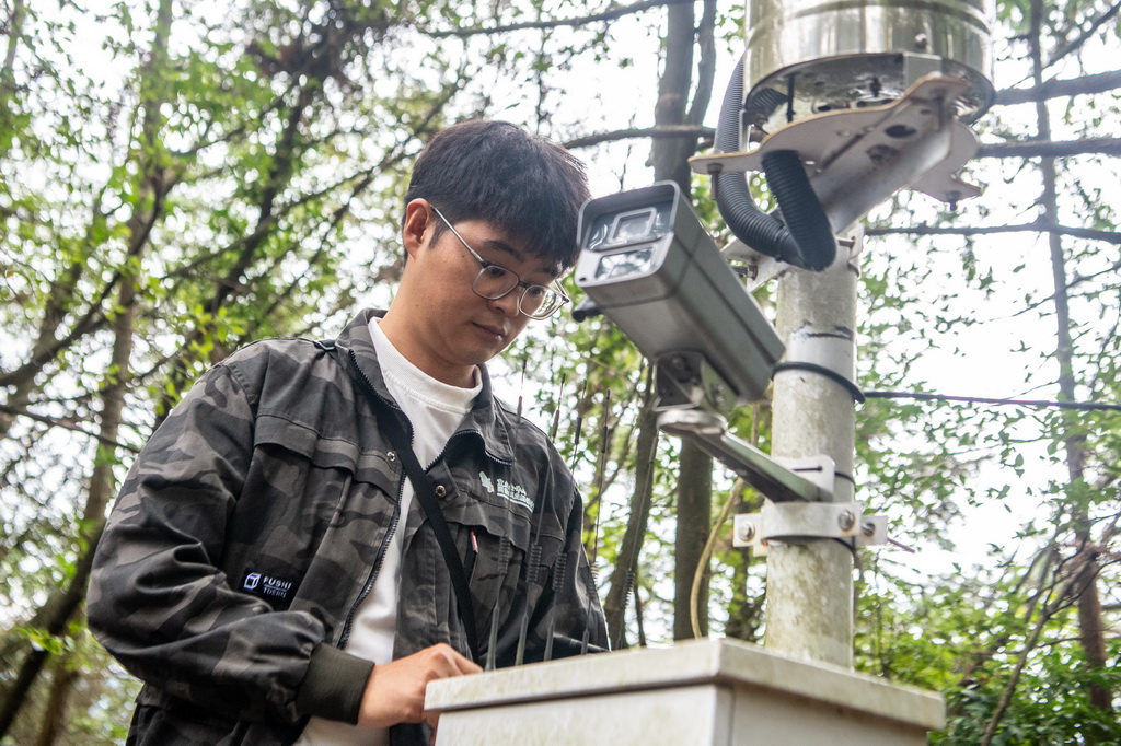 9月22日,在银杉群落监测样地,工作人员李新在检查调试监测系统。