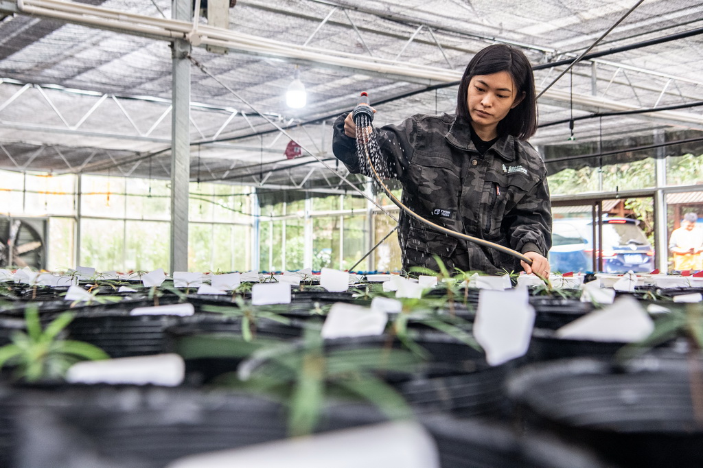 9月22日,在金佛山珍稀植物园,工作人员王泳鳗在为人工繁育的银杉幼苗浇水。