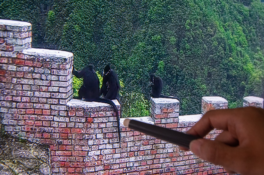 9月23日,在重庆金佛山国家级自然保护区管理事务中心,工作人员李新在通过远程视频监控观测黑叶猴的重点活动区域。