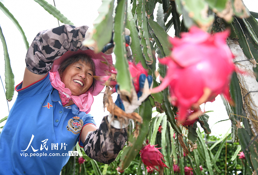 湖南道县：特色种植助农增收