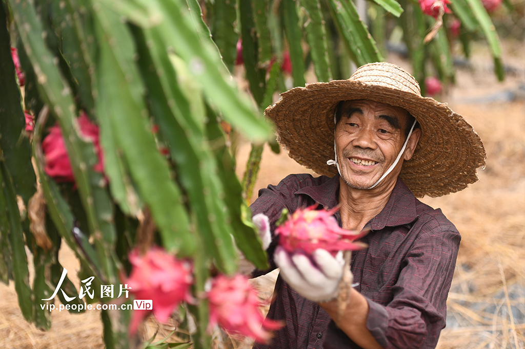 湖南道县：特色种植助农增收【6】