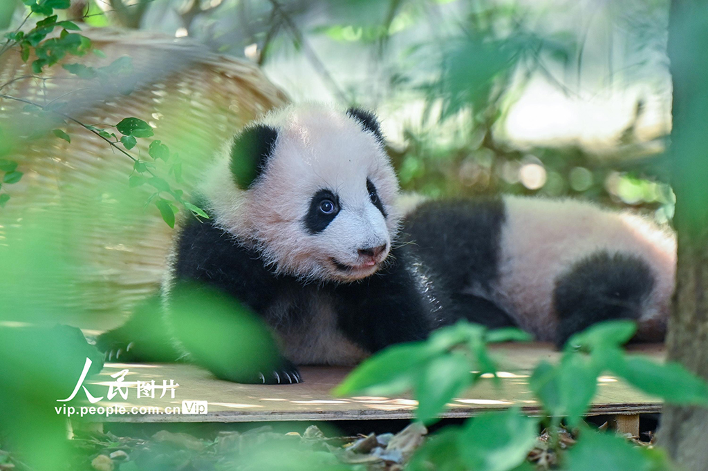 四川成都：2025新生大熊猫憨态可掬【5】