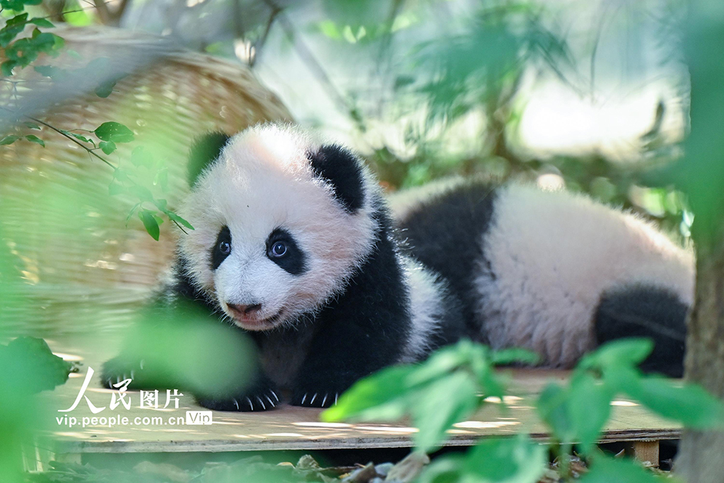 四川成都：2025新生大熊猫憨态可掬