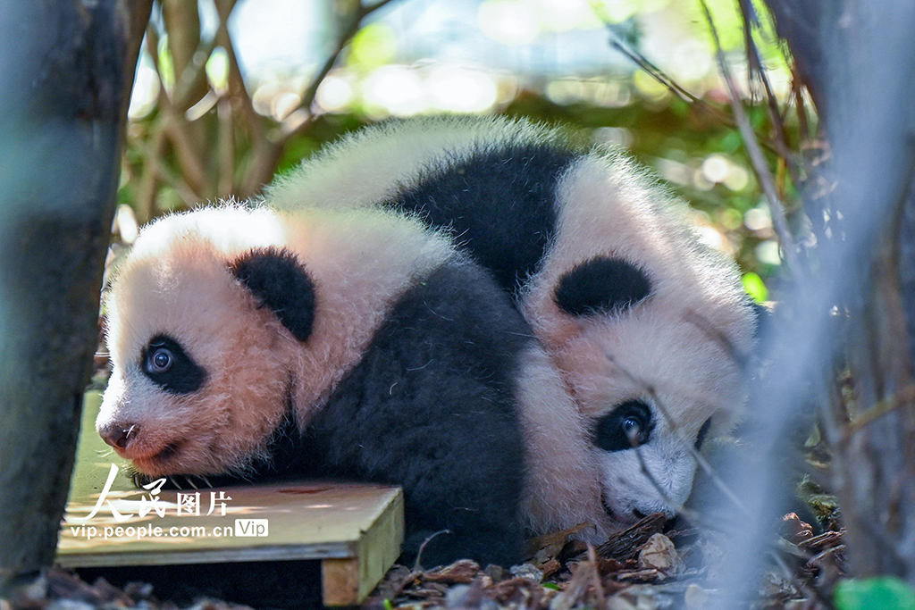 四川成都：2025新生大熊貓憨態可掬【6】