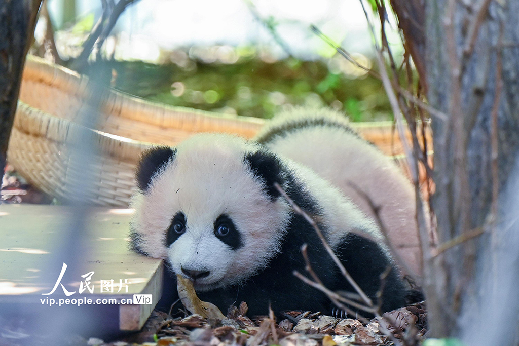 四川成都:2025新生大熊猫憨态可掬【7】