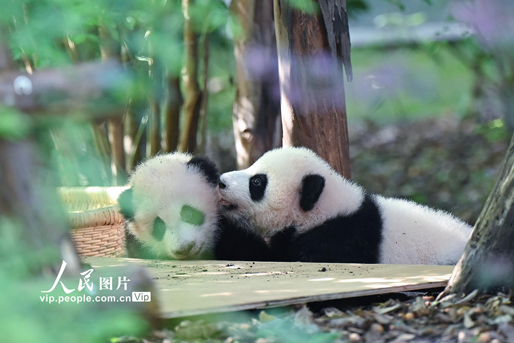 四川成都：2025新生大熊猫憨态可掬【2】