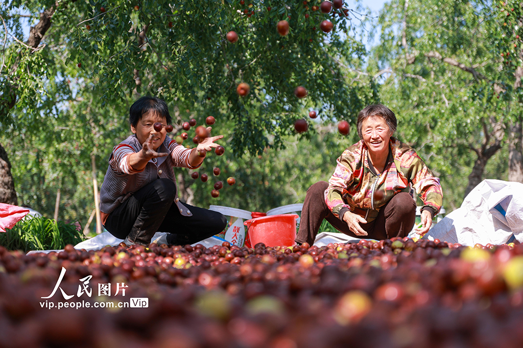 山东聊城：圆铃大枣迎丰收【3】