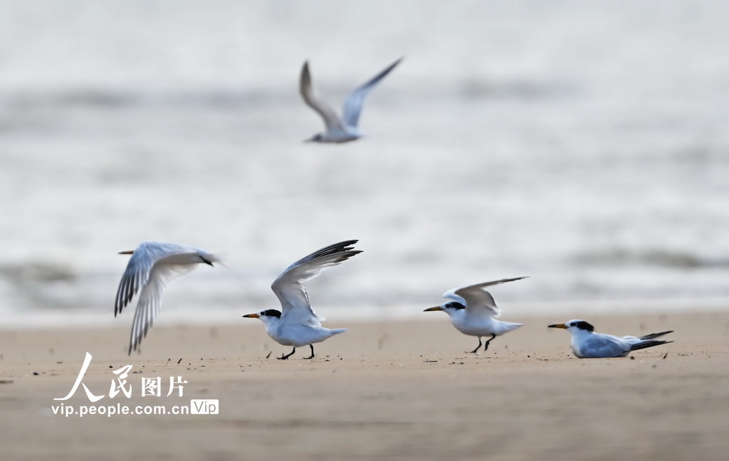 山東日照：中華鳳頭燕鷗現身劉家灣趕海園【4】