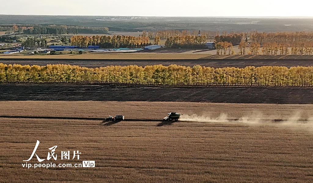 黑龙江黑河：收获大豆【3】