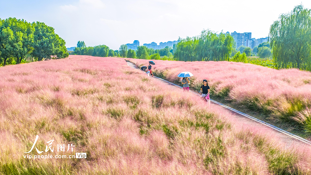 安徽池州:粉黛乱子草迎客来【4】