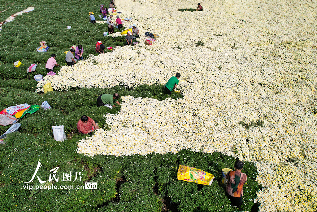 河北鸡泽：药用菊花采摘忙【3】