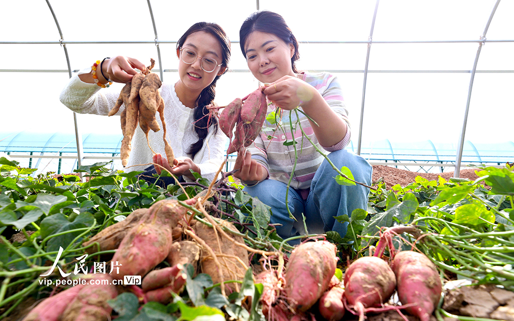 甘肃临泽:戈壁荒漠试种蜜薯喜丰收【4】