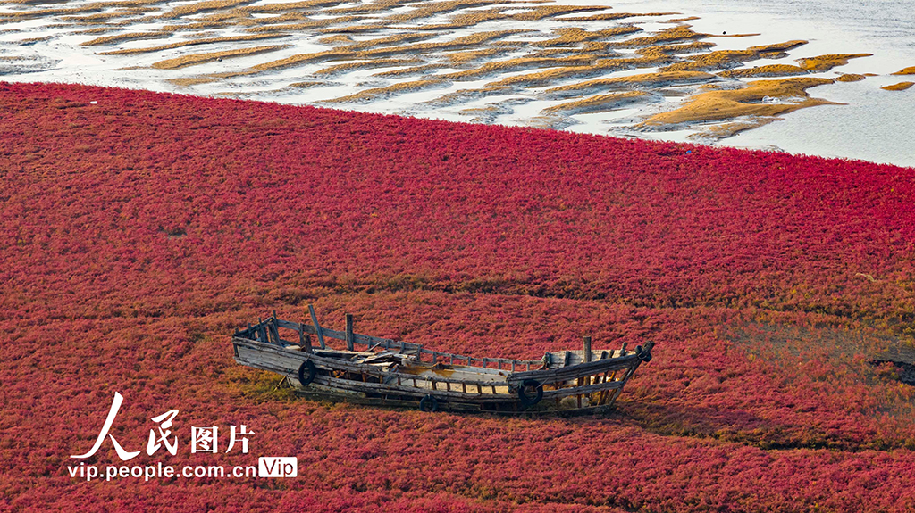 山東青島：紅海灘編織色彩斑斕生態畫卷【5】