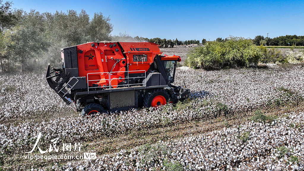 新疆乌苏：采收棉花【2】