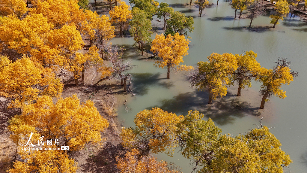 内蒙古额济纳：大漠胡杨景区秋景如画【5】