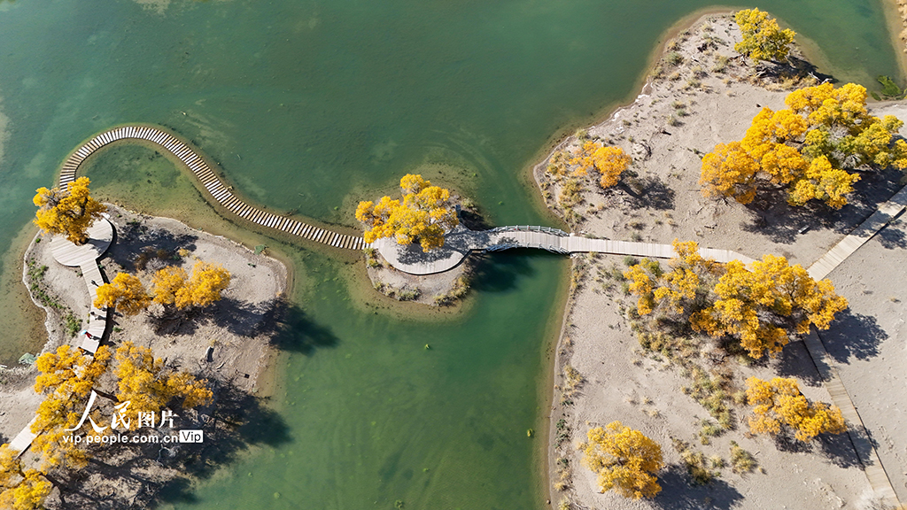 内蒙古额济纳:大漠胡杨景区秋景如画【6】