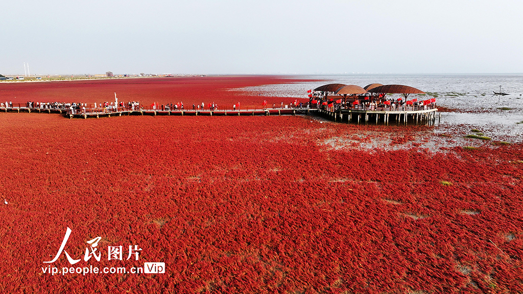 辽宁盘锦：红海滩美景迎客来【2】